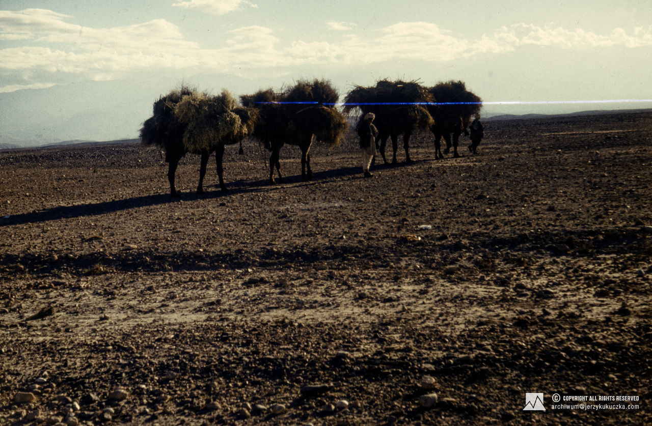 Camel shepherds in Afghanistan. Return of the participants of the expedition to Poland. Route from Islamabad to Katowice.