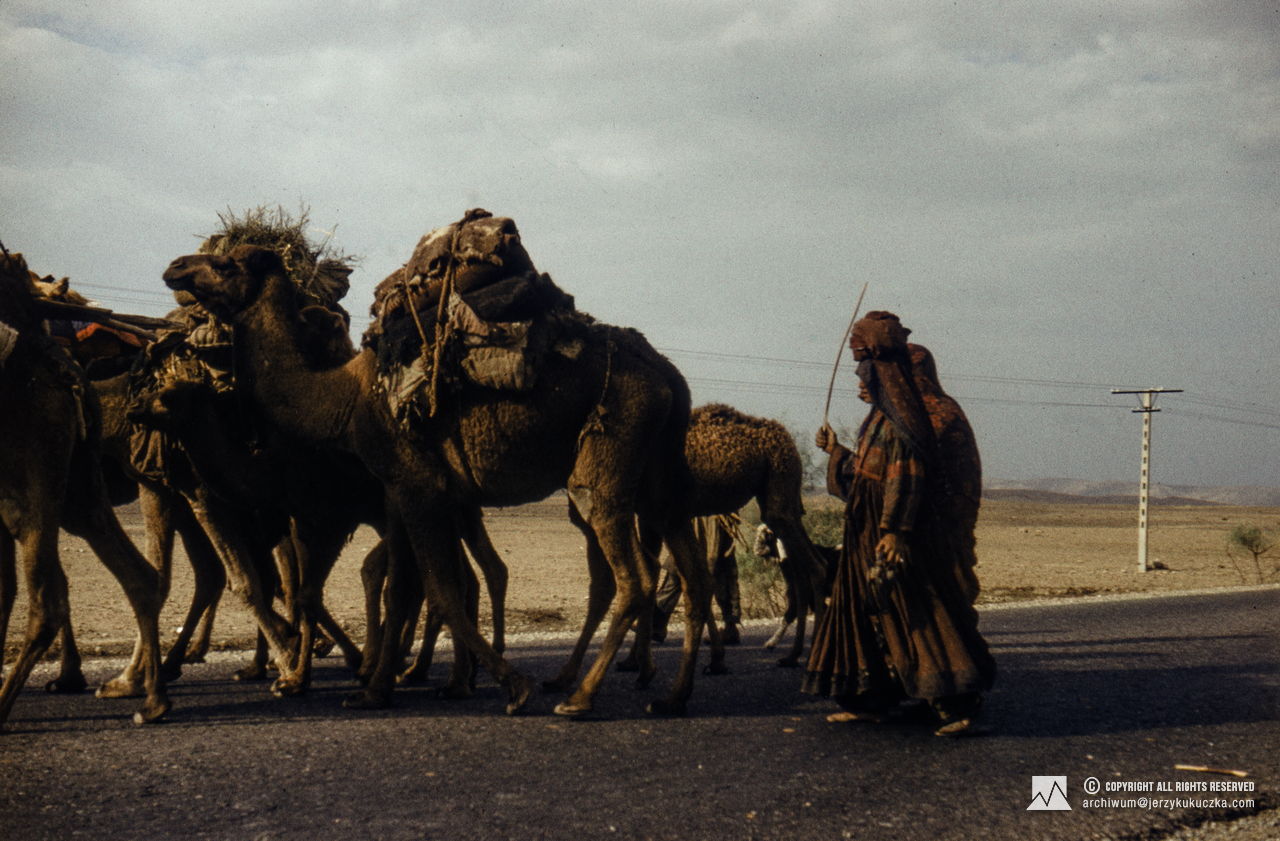 Camel shepherds in Afghanistan. Return of the participants of the expedition to Poland. Route from Islamabad to Katowice.