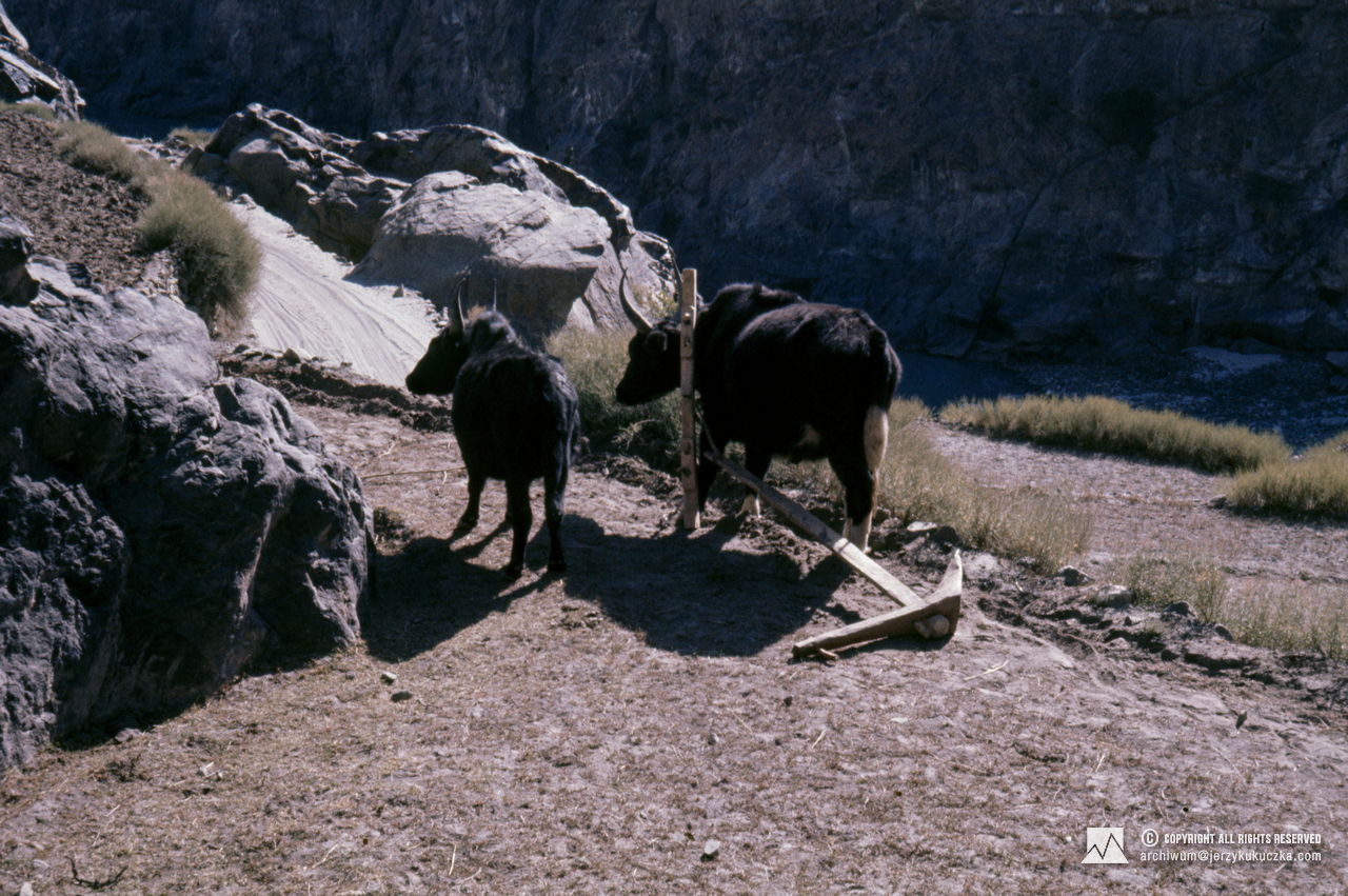Oxen encountered during the caravan.