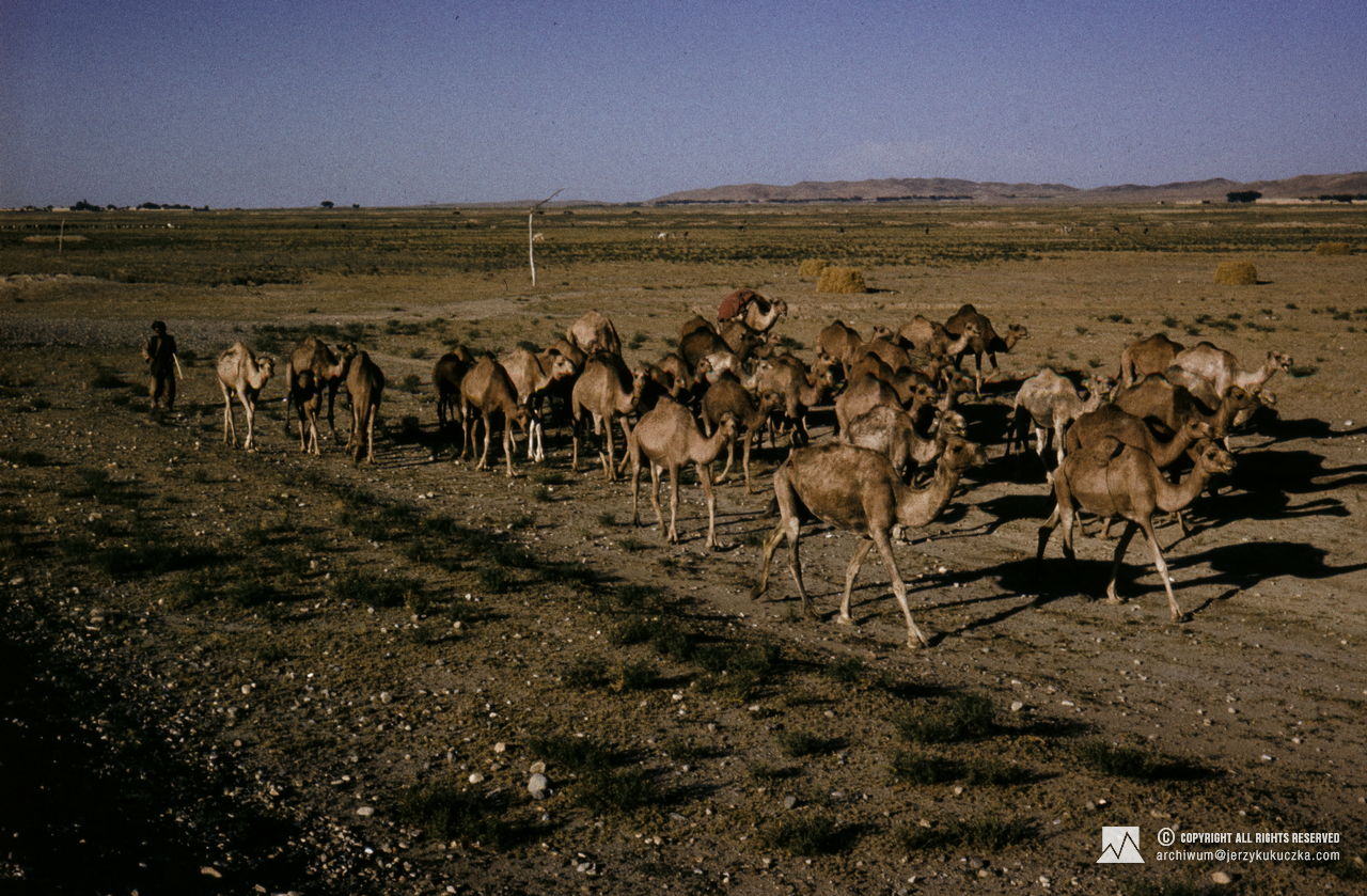 A herd of camels. Travel of the participants of the expedition through Afghanistan. Route from Katowice to Islamabad.