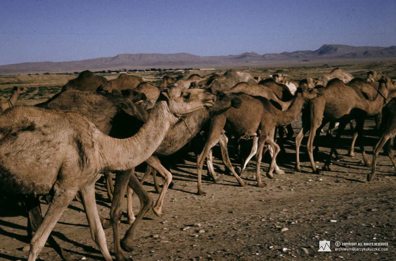 A herd of camels. Travel of the participants of the expedition through Afghanistan. Route from Katowice to Islamabad.