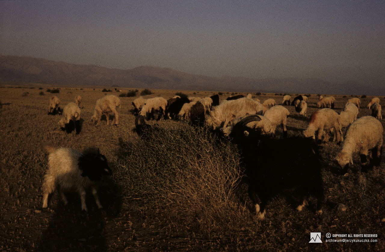 A flock of sheep near the Iran-Afghan border. Transfer of the participants of the expedition. Route from Katowice to Islamabad.