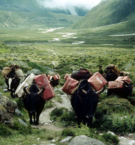 Karawana jaków w drodze do bazy.