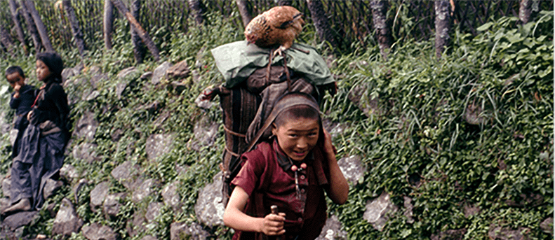 Nepalka niosąca ładunek.